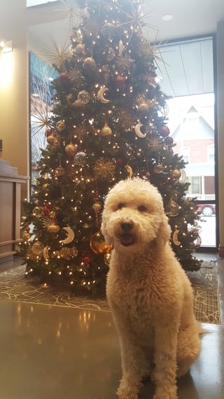 coco christmas tree-1.jpg